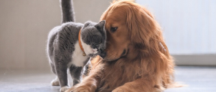 Illustration : "6 astuces pour améliorer la cohabitation entre votre chat et votre chien"