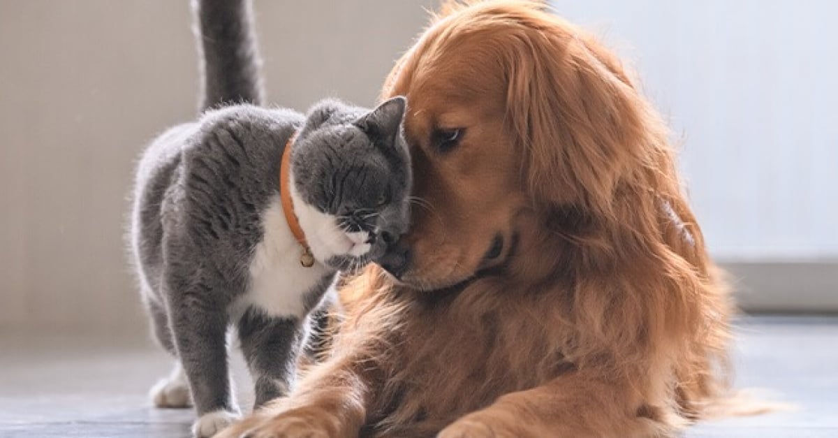 6 astuces pour améliorer la cohabitation entre votre chat et votre chien