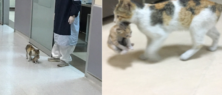 Une Chatte Croit Son Chaton Mourant Et L Emmene A L Hopital Pour Y Trouver Main Forte