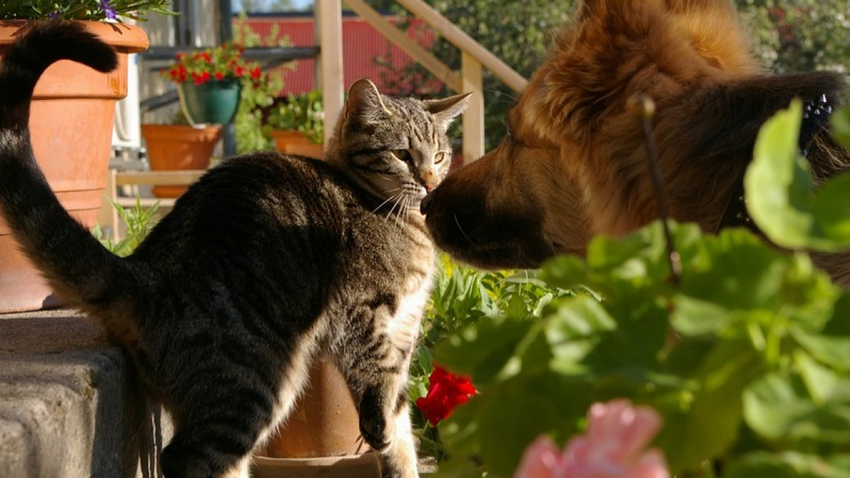 Illustration : "Chiens et chats victimes d’actes malveillants à Saint-Jory (31), où la préoccupation monte"