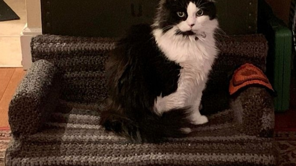 Illustration : "16 photos de canapés pour chat faits par des crocheteurs confinés "
