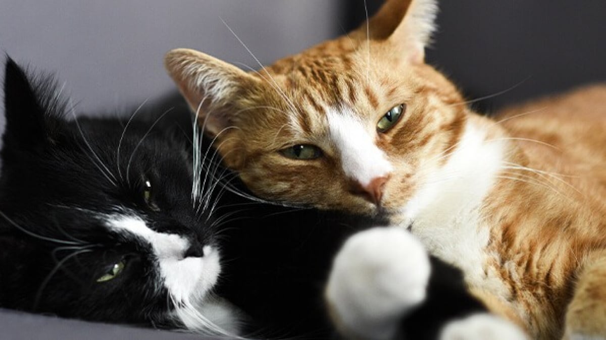 Comment faire cohabiter 2 chats ? Nos conseils.