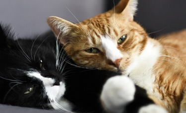 Illustration : "5 astuces pour améliorer la cohabitation entre vos chats"