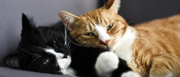 Illustration : "5 astuces pour améliorer la cohabitation entre vos chats"