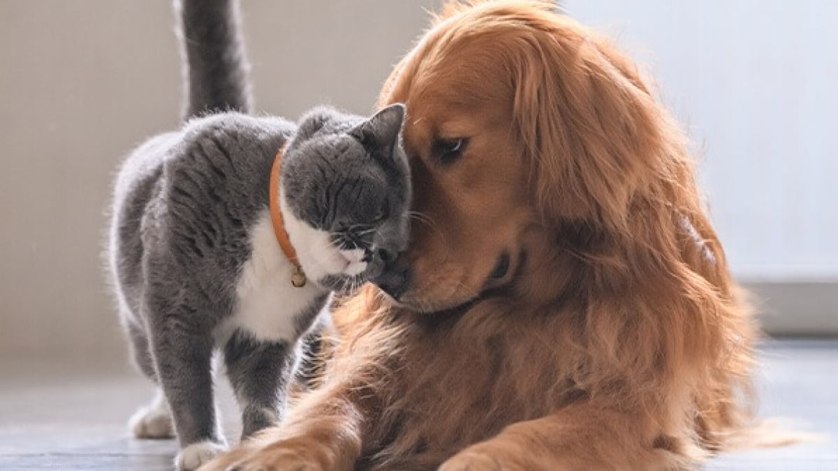 Comment enlever des poils de chats et chiens ?