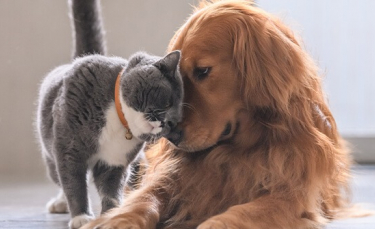 Illustration : "6 astuces pour retirer les poils de chat sur les tissus"