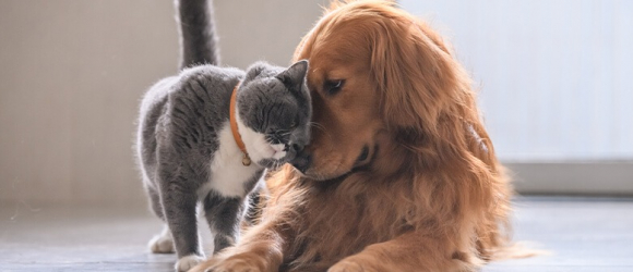 Illustration : "6 astuces pour retirer les poils de chat sur les tissus"