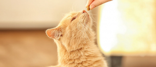 Illustration : "5 friandises à faire soi-même pour son chat"