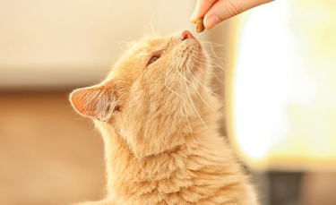 Illustration : "5 friandises à faire soi-même pour son chat"