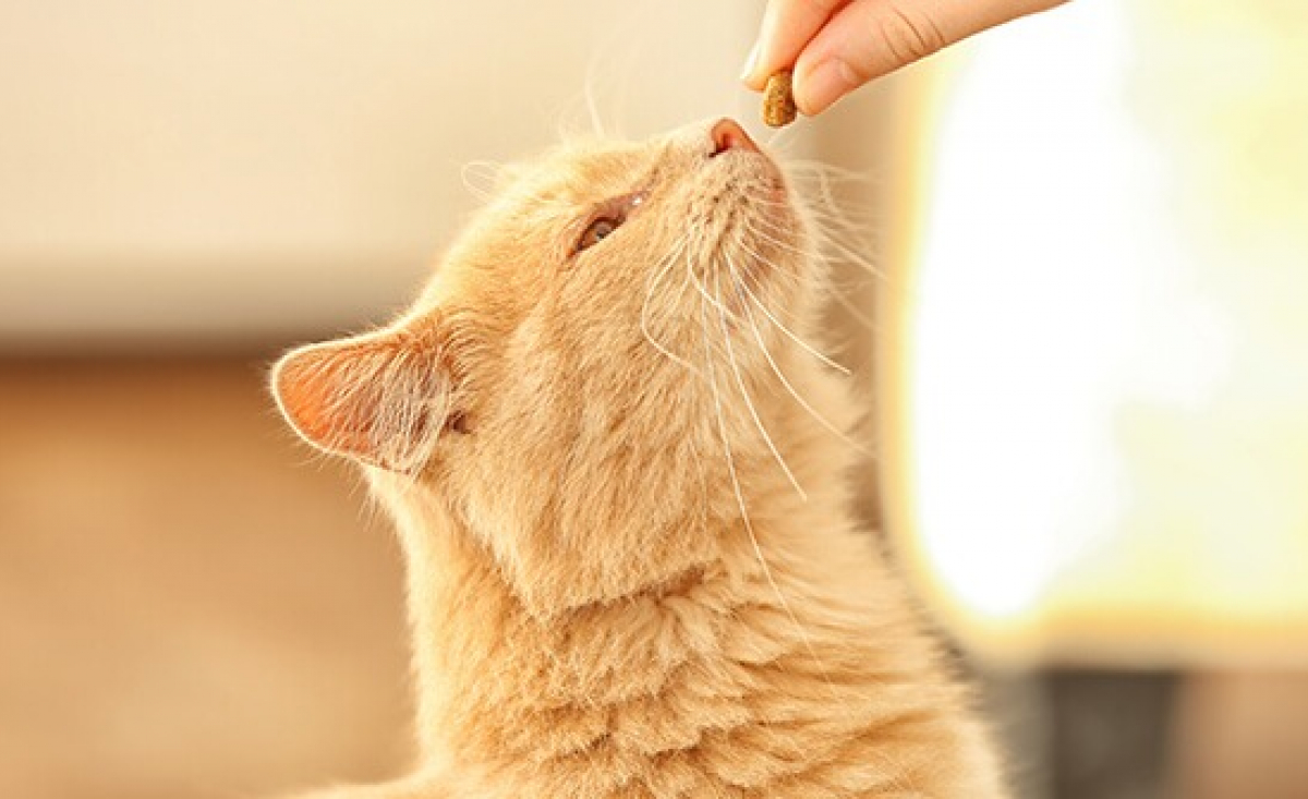 Illustration : "5 friandises à faire soi-même pour son chat"
