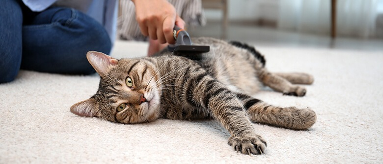 Illustration : "5 astuces pour entretenir le pelage de son chat"