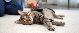 Illustration : "5 astuces pour entretenir le pelage de son chat"