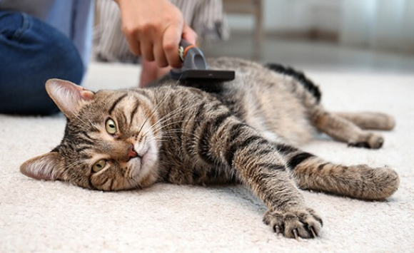 5 Astuces Pour Entretenir Le Pelage De Son Chat