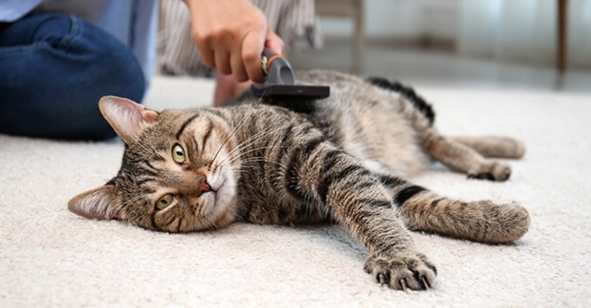 5 Astuces Pour Entretenir Le Pelage De Son Chat