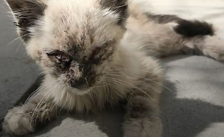 De Chaton Malade A Chatte En Pleine Forme Et Heureuse Decouvrez La Metamorphose De Dinah