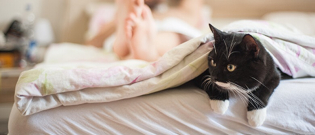 Illustration : "5 astuces pour empêcher votre chat de vous réveiller la nuit"