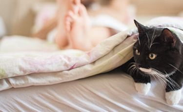 Illustration : "5 astuces pour empêcher votre chat de vous réveiller la nuit"