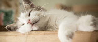 Illustration : "6 signes qui montrent que votre chat est heureux"