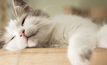 Illustration : "6 signes qui montrent que votre chat est heureux"