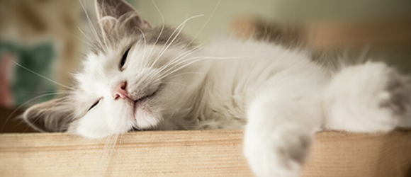 Illustration : "6 signes qui montrent que votre chat est heureux"