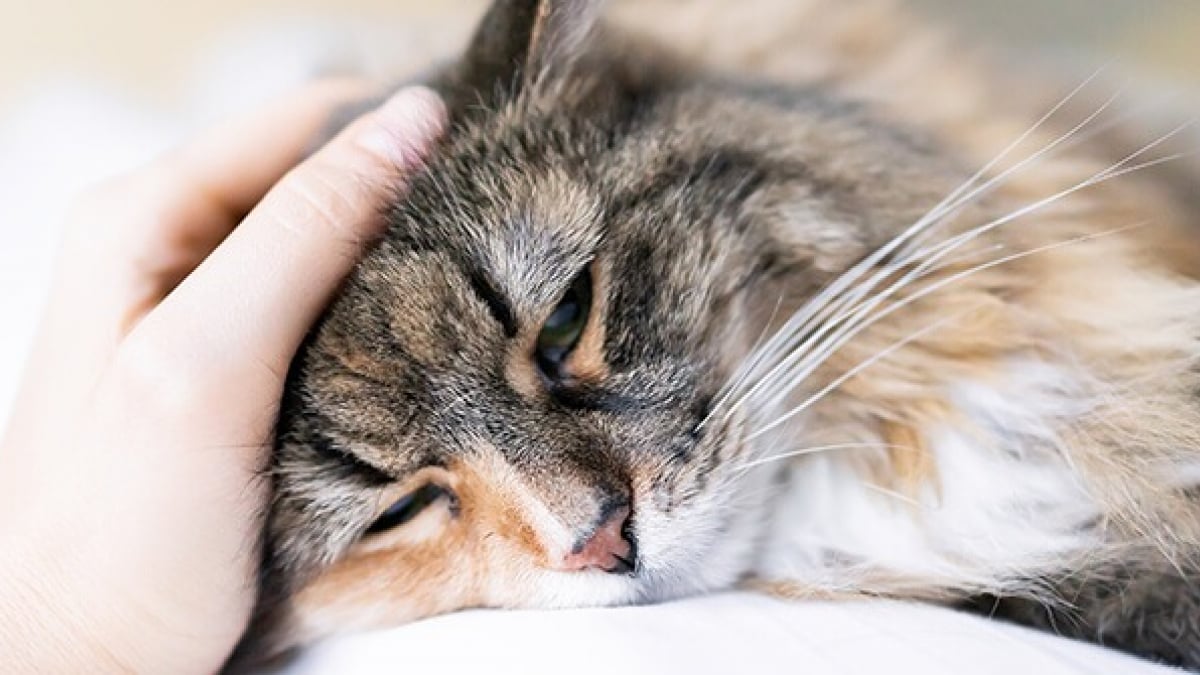 10 Signes Qui Montrent Que Votre Chat Est Malade