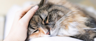Illustration : "10 signes qui montrent que votre chat est malade"