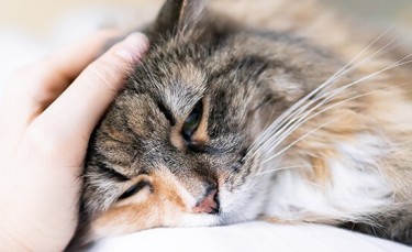 Illustration : "10 signes qui montrent que votre chat est malade"
