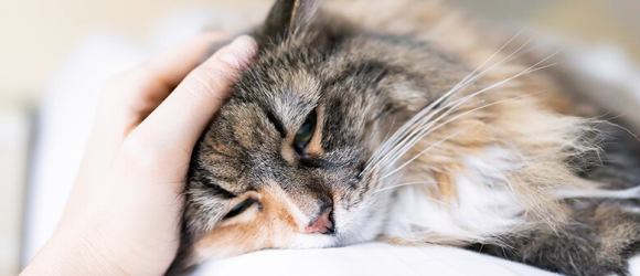Illustration : "10 signes qui montrent que votre chat est malade"