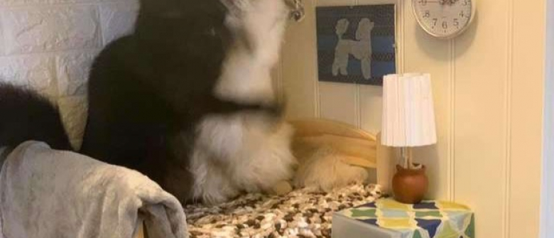 Ses Chats Se Disputaient Constamment Pour Un Lit Miniature Mais Elle A Trouve La Solution Ses Chats Se Disputaient Constamment Pour Un Lit Miniature Mais Elle A Trouve La Solution