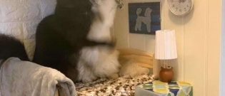 Illustration : "Ses chats se disputaient constamment pour un lit miniature, mais elle a trouvé la solution"
