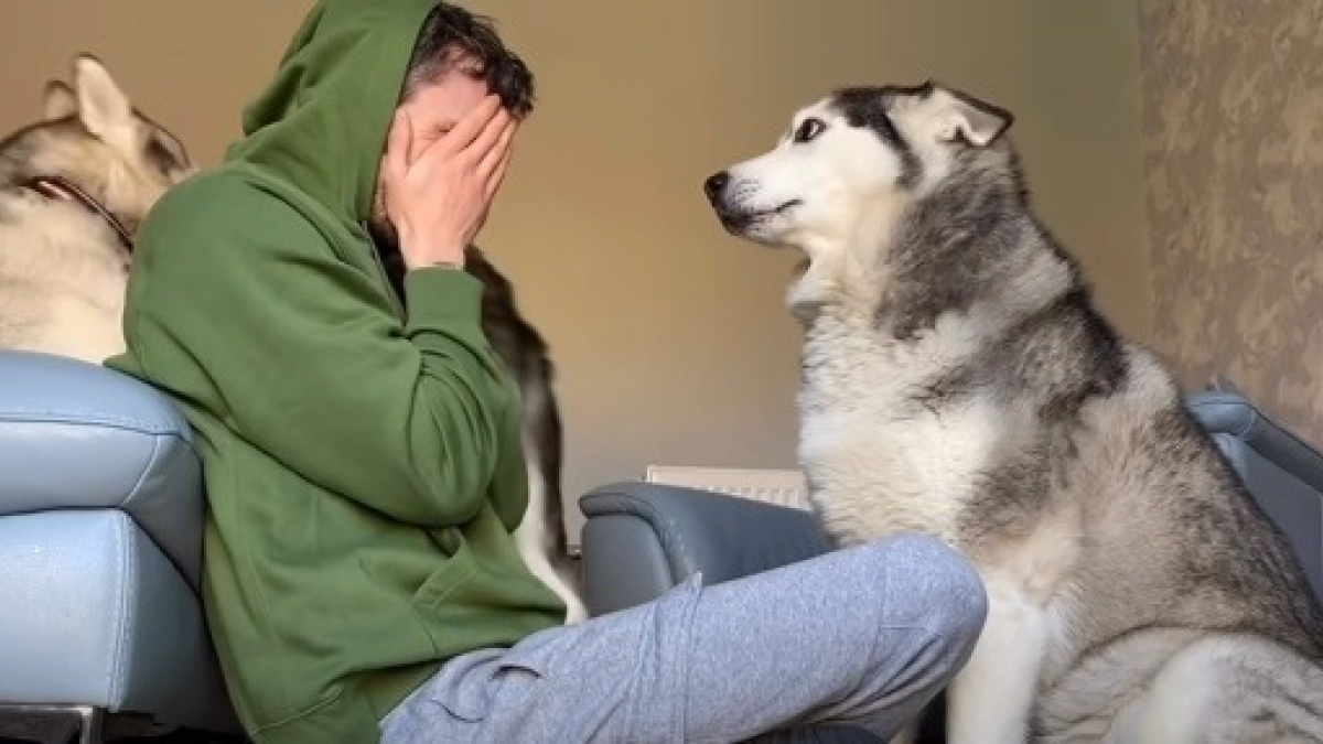 Illustration : "L’adorable réaction d’un Husky envers son maître, malmené par son autre chien (vidéo)"