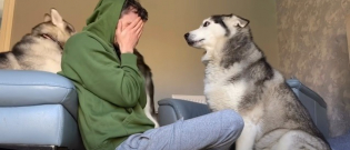Illustration : "L’adorable réaction d’un Husky envers son maître, malmené par son autre chien (vidéo)"