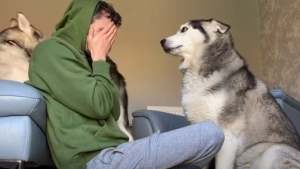 Illustration : "L’adorable réaction d’un Husky envers son maître, malmené par son autre chien (vidéo)"