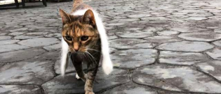 Illustration : "Ce chat ne va nulle part sans l’écharpe que lui a confectionnée sa maîtresse "