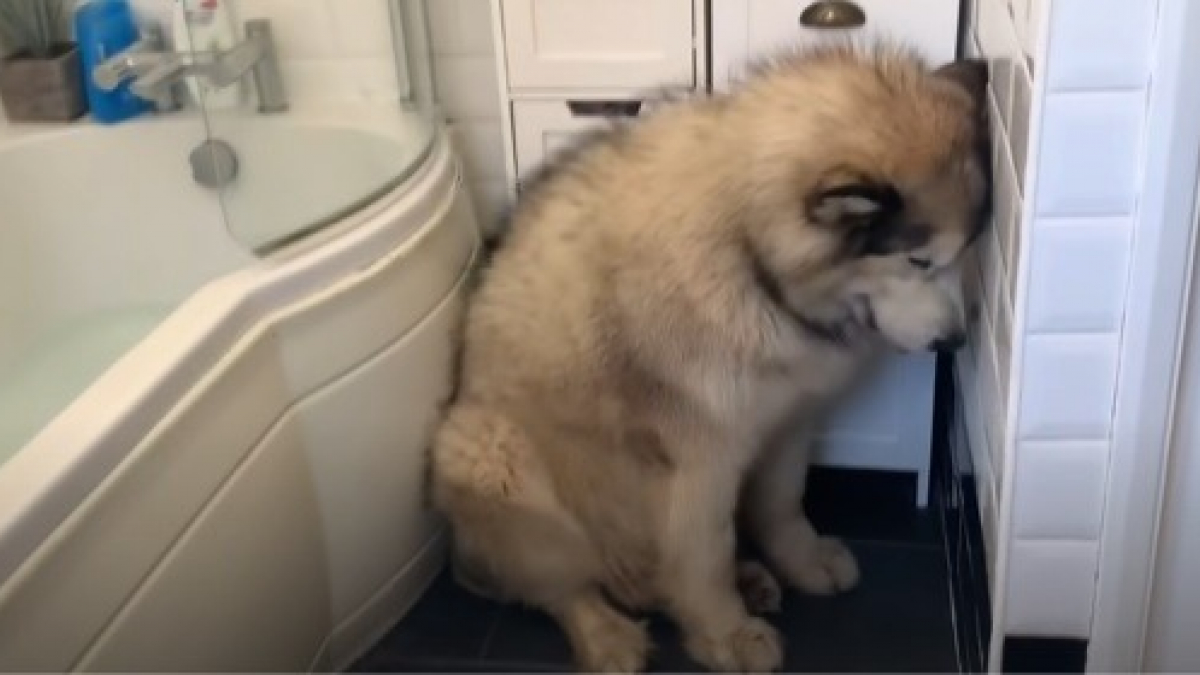 Illustration : "Pour éviter le bain, ce chien a une technique bien à lui ! (vidéo)"