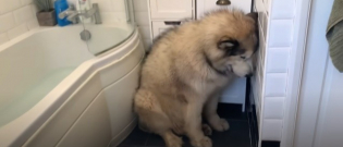 Illustration : "Pour éviter le bain, ce chien a une technique bien à lui ! (vidéo)"