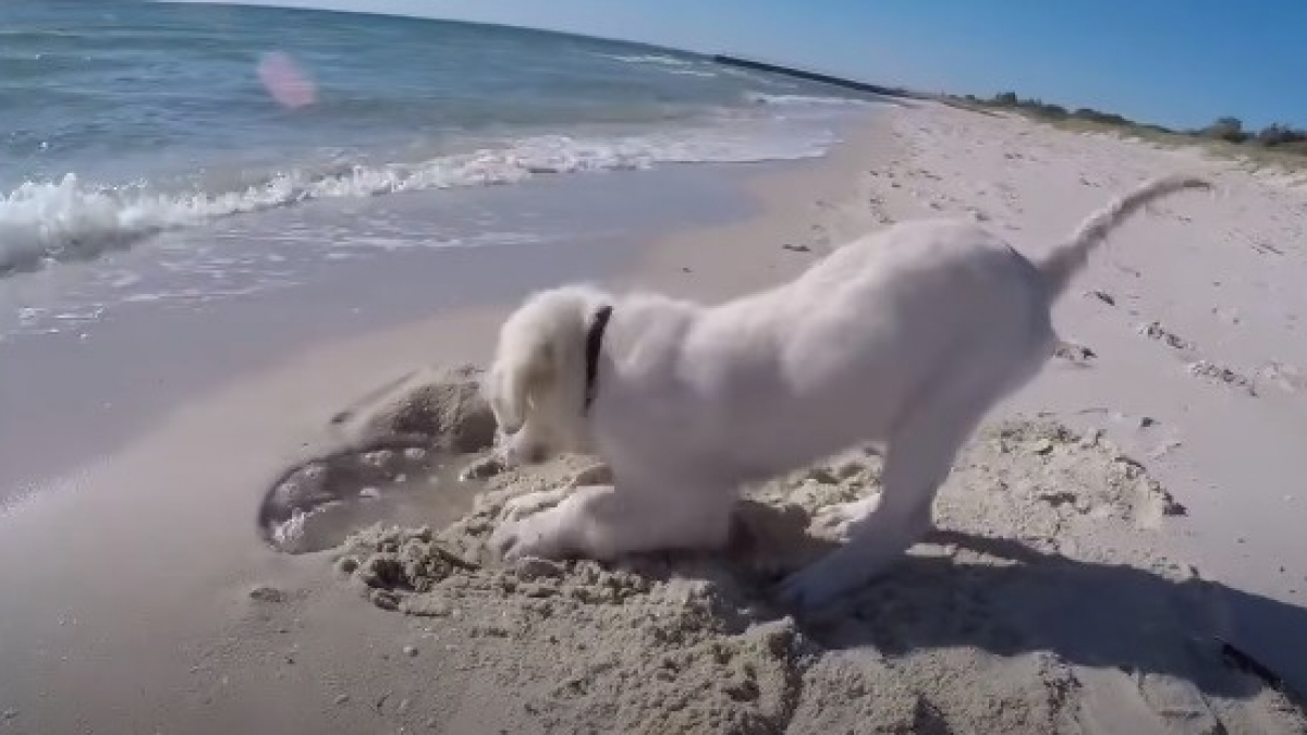 Illustration : "Ce chiot en veut à la mer qui a détruit son chef-d’œuvre (vidéo)"