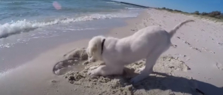 Illustration : "Ce chiot en veut à la mer qui a détruit son chef-d’œuvre (vidéo)"