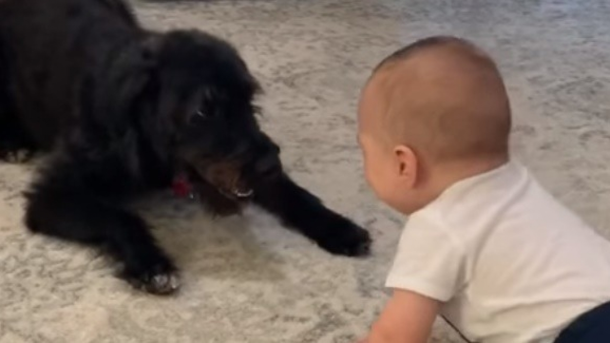 Illustration : "Un joyeux face-à-face entre un bébé et un chien devient viral, la réaction de ce dernier en se voyant à la télé aussi"