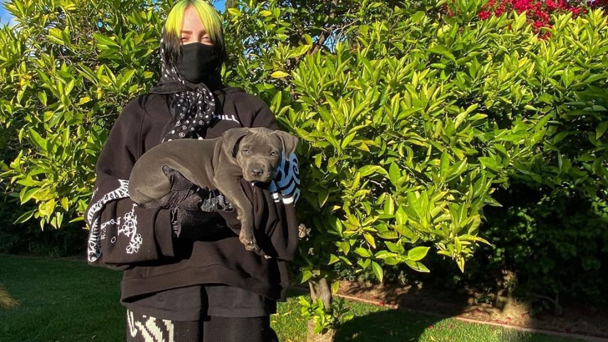 Illustration : "Billie Eilish, folle du chien qu'elle vient tout juste d'adopter ! "