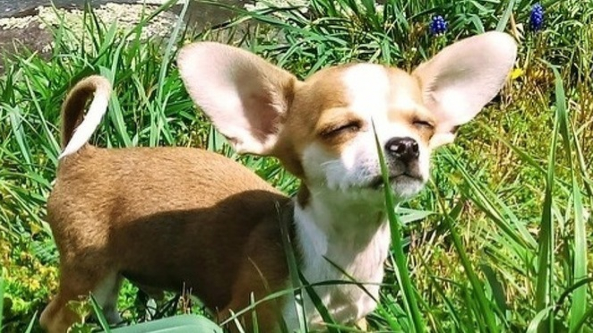 Illustration : "25 photos de Chihuahuas qui prouvent que ce petit chien est un concentré de tendresse"