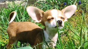 Illustration : 25 photos de Chihuahuas qui prouvent que ce petit chien est un concentré de tendresse