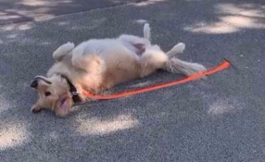 Illustration : "Un chien met en place un plan infaillible pour ne pas avoir à rentrer de la promenade ! (vidéo)"