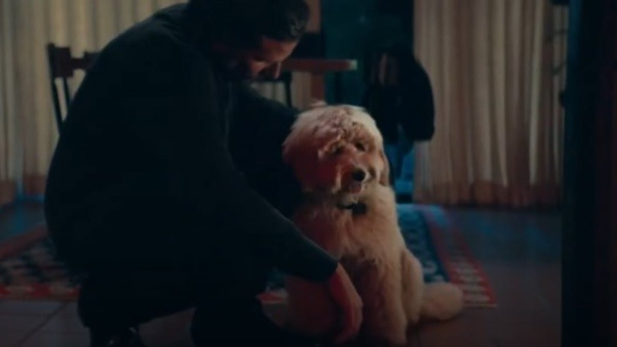 Illustration : "PETA offre un prix inédit pour récompenser la performance de Bradley Cooper et son chien dans