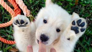 Illustration : 20 photos de chiots qui vous feront craquer avant que ne vous en rendiez compte ! 