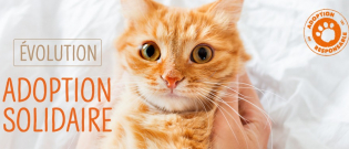 Illustration : "Adoptions Solidaires de la SPA : un bilan positif avec plus de 2000 animaux sauvés"