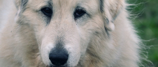 Illustration : "Un adolescent de 14 ans met sa vie en jeu pour sauver la vie d'un chien emporté par le courant"