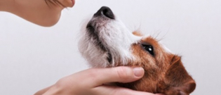 Illustration : "Les astuces et conseils d’Ultima pour prendre soin de son chien ou de son chat à la maison"