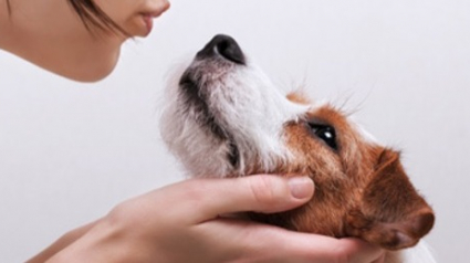 Illustration : Les astuces et conseils d’Ultima pour prendre soin de son chien ou de son chat à la maison
