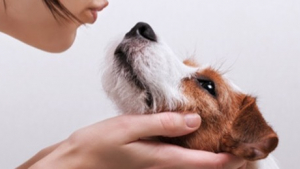 Illustration : Les astuces et conseils d’Ultima pour prendre soin de son chien ou de son chat à la maison